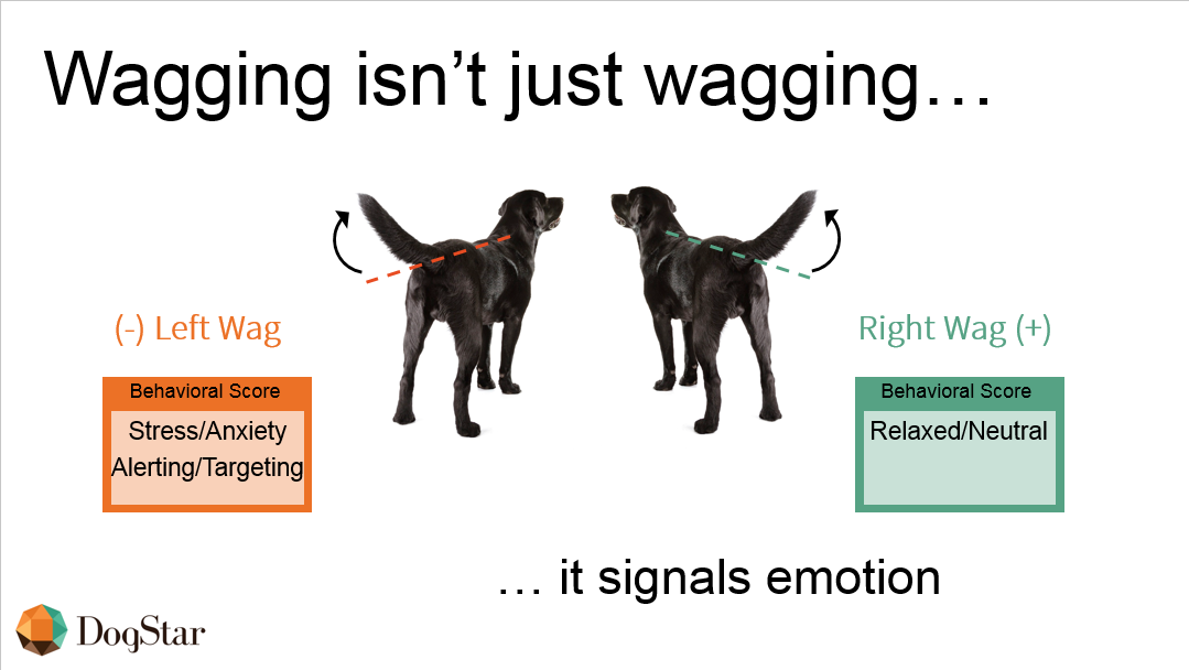 "Wagging isn't just wagging...it signals emotion" infographic illustrating that a left-wag from a dog indicates Stress/Anxiety/Alerting/Targeting and that a right-wag from a dog indicates Relaxed/Neutral